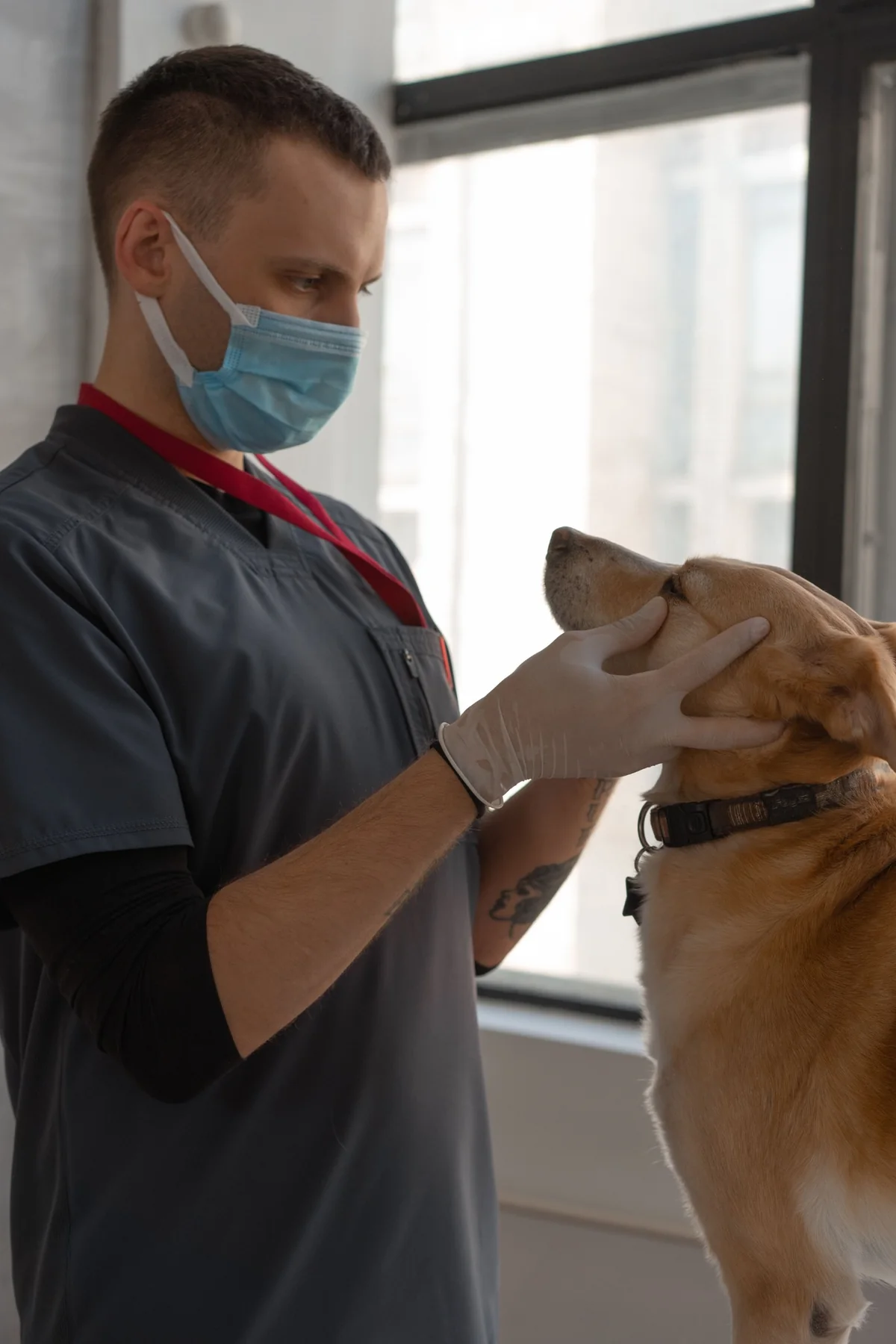 Veterinario atendiendo a un perro